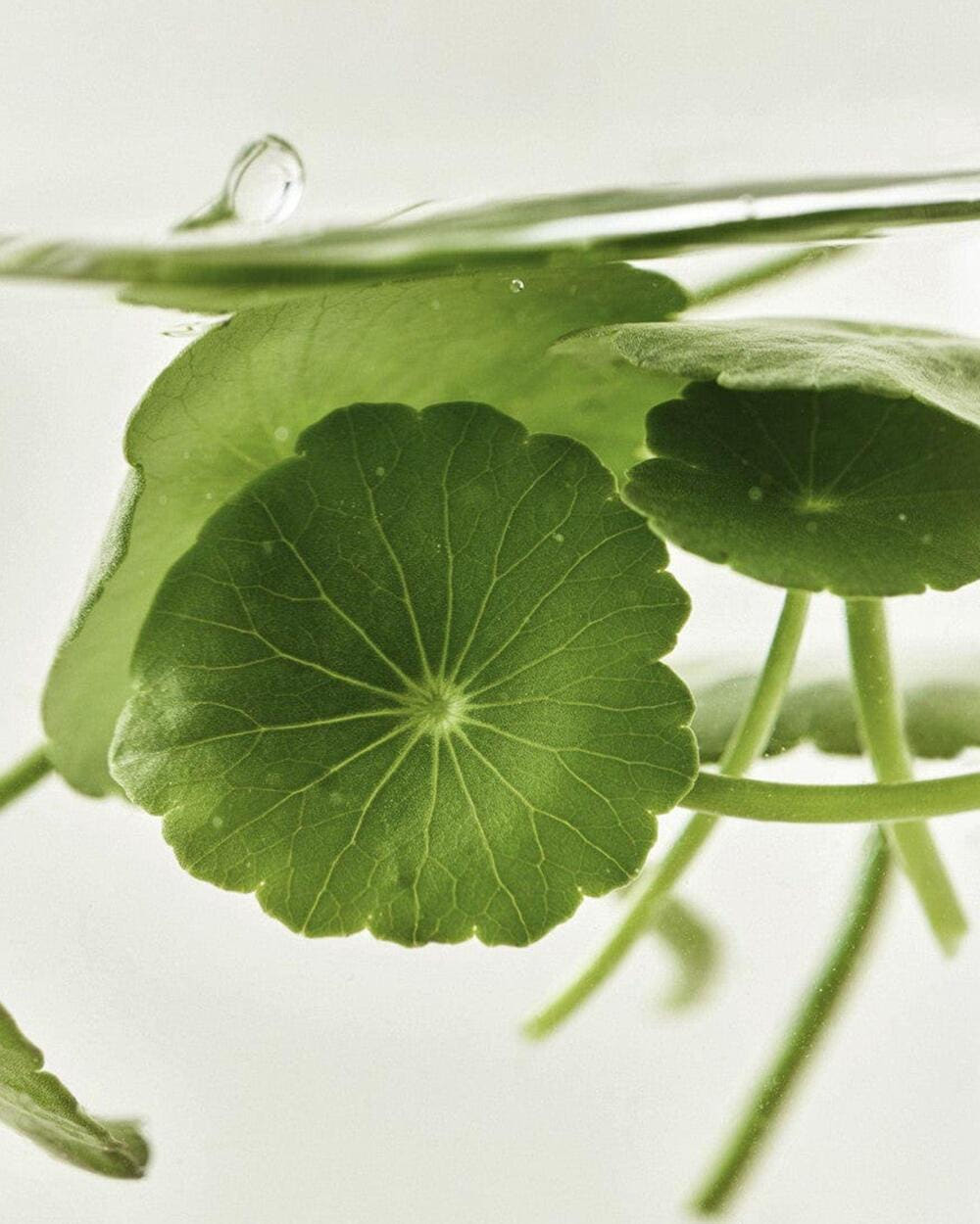 Close-up of fresh green centella asiatica leaves with water droplets, highlighting natural ingredient in Beauty of Joseon Centella Asiatica Calming Mask